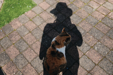 A cat inside the shadow