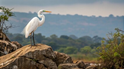 Fototapeta premium Regal Great Egret standing on a rocky outcropping surveying its surroundings with regal poise, bird species, solitary bird, bird behavior, wildlife photography, natural beauty