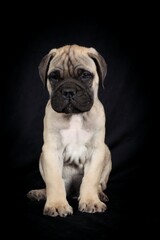 Fototapeta premium Bullmastiff puppy on a black background