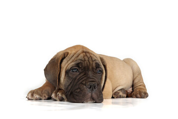 Bullmastiff puppy isolated on a white background