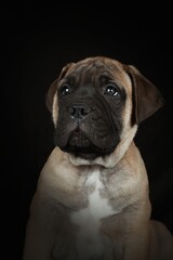 Fototapeta premium Bullmastiff puppy on a black background