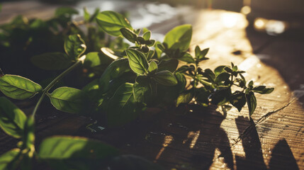 Obraz premium fresh green leaves on wooden table