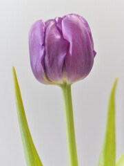 紫色のチューリップ