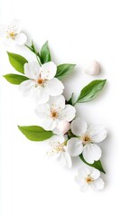 Fototapeta premium Delicate white cherry blossoms with green leaves on a bright background