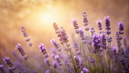 Obraz premium Softly lit, pale purple hue of lavender flowers against a warm beige background, with gentle shadows and subtle texture, botanical illustration, soft focus