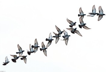 Many pigeons fly in formation against a bright sky. Birds display coordinated flight patterns. Isolated pigeons create a dynamic visual effect. Ideal for illustrating nature, animal, or flock themes.