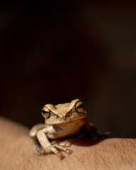 Retrato de una rana que me cayo del arbol haciendo un voluntariado por bolivia,samaipata.
Ojos de rana