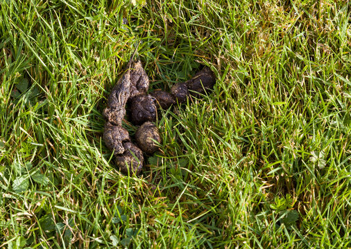 Dog's rubbish left uncleaned in the park