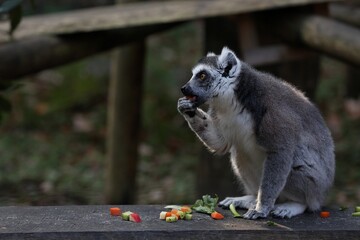 座ってエサを食べるワオキツネザル
