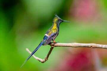 Wire-crested Thorntail hummingbird perching on the tree branch