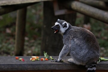 虫を見つけて威嚇するワオキツネザル