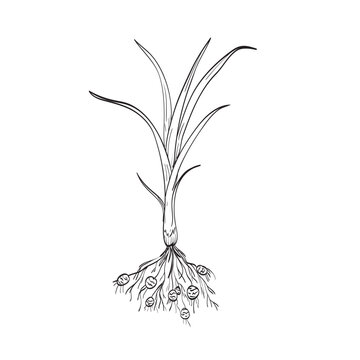 Drawing sketch style illustration of a chufa root plant, tiger nut or earth almond that are edible tubers from the Cyperus esculentus plant on isolated background done in black and white line art.