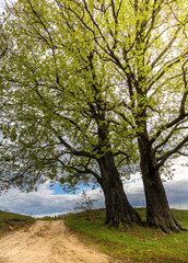 Two trees are standing next to each other on a dirt road