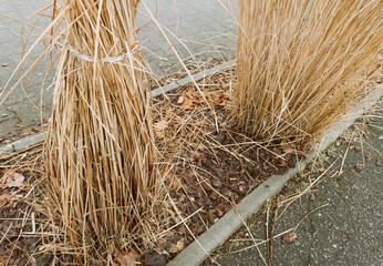 Fototapeta premium Tall ornamental grasses in the garden, tying grasses for winter, garden care, gardener's work