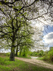 Fototapeta premium Tree with green leaves is in the foreground of a path