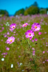 Obraz premium pink cosmos flowers