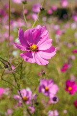 Fototapeta premium pink cosmos flower
