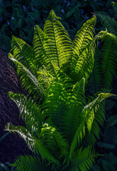 Spring fern in the sun in the garden.