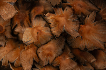 Close-up overhead of Glistening Inky Cap Mushrooms starting to split after reaching their prime. Growing in the soil on the forest floor (Mica Cap)