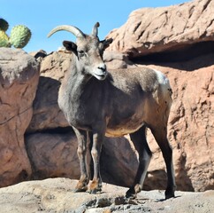 A desert Bighorn Sheep (Ovis canadensis) in Tucson, Arizona's Sonoran Desert