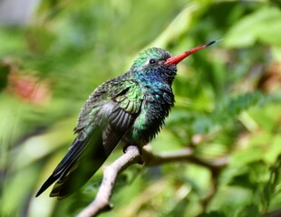 Broad-billed Hummingbird (Cynanthus latirostris) sitting on a tree branch in Tucson, Arizona