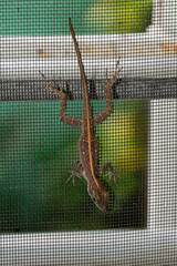 Machine Concrete Pumping into Place