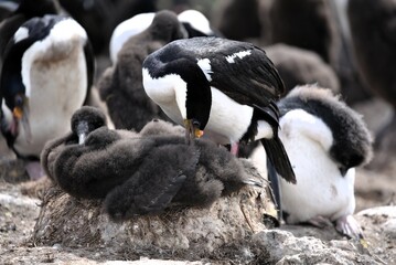 Imperial Cormorant with chick in nest Leucocarbo atriceps