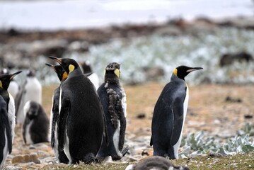King penguins in rookery Aptenodytes patagonicus