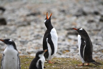 Fototapeta premium Gentoo penguins on the rocks Pygoscelis papua