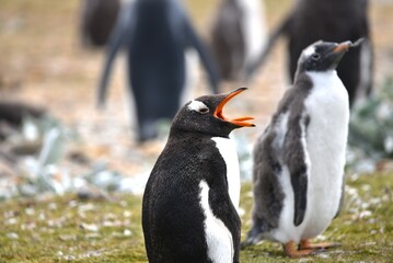 Gentoo Penguin calling out Pygoscelis papua