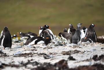 Penguins in a rookery