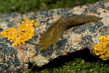 Limacus flavus, also known as cellar slug, yellow slug or tawny garden slug, Slug (Limacus flavus) Sassari, Sardinia, Italy