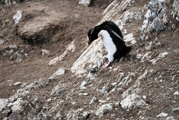 Rock hopper penguin jumping down hill