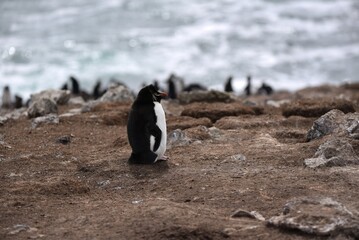 Obraz premium Rockhopper penguins on the beach Eudyptes chrysocome
