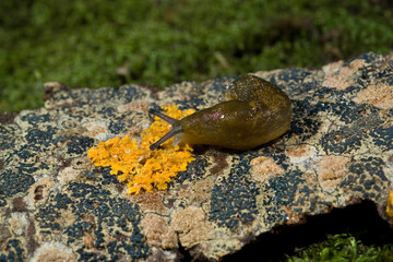 Limacus flavus, also known as cellar slug, yellow slug or tawny garden slug, Slug (Limacus flavus) Sassari, Sardinia, Italy