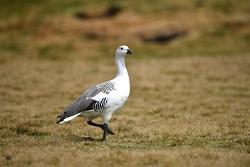 White male Upland Goose Chloephaga picta