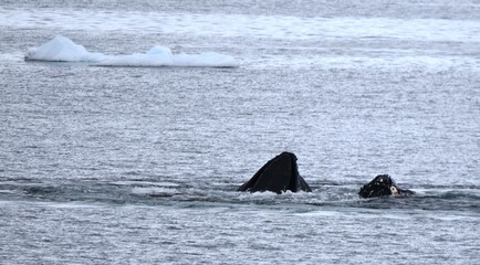 Obraz premium Humpback whales with noses out of water