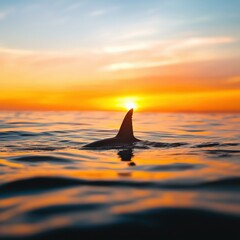 Fototapeta premium Shark tail breaking through the surface of the water at sunrise