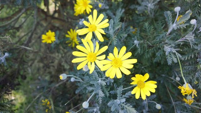 Close-up of Yellow Daisies with Foliage.