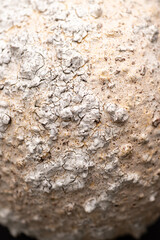 Close up of Textured Surface 