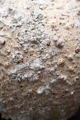Close up of Textured Surface 