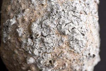 Close up of Textured Surface 