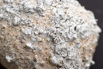 Close up of Textured Surface 