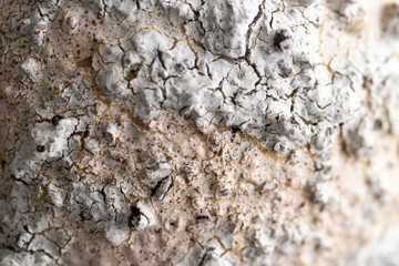 Close up of Textured Surface 