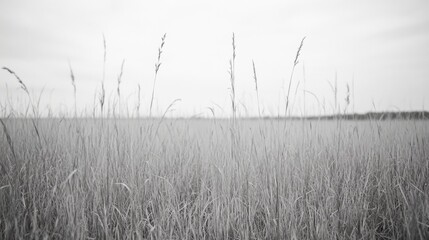 Monochrome field grass, tranquil landscape, overcast sky, nature background