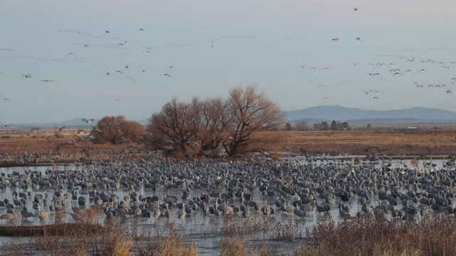 A large number of sandhill cranes wading in a shallow pond while many more are flying away in formation