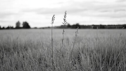 Tall grass field, overcast sky, rural landscape, nature background, website banner