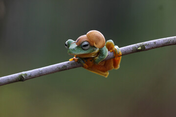 frog, flying frog, snail, story of friendship between a frog and a snail