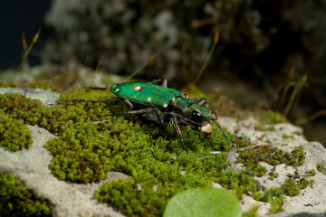 green tiger beetle (Cicindela campestris), on on moss, Sardinia, Italy