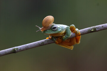 frog, flying frog, snail, story of friendship between a frog and a snail